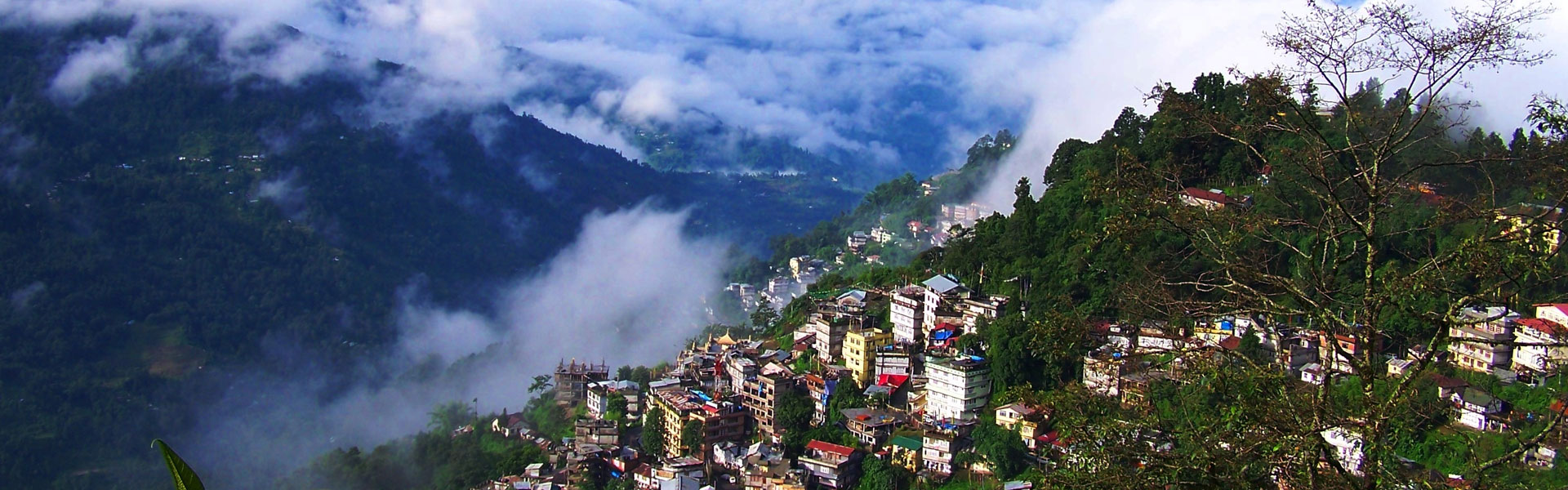 About Cloudy Larch Homestay